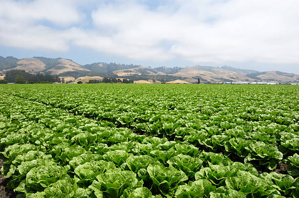 istock Field of Romaine Lettuce 171154143