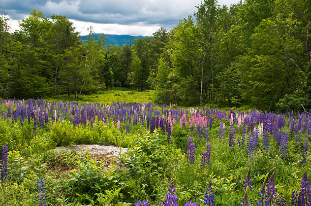 Spring In Nh 320+ New England Spring Flower New Hampshire Stock Photos, Pictures ...