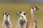 Watchful Meerkats