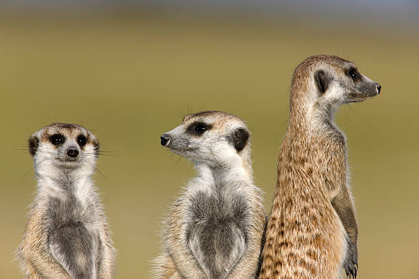 Watchful Meerkats stock photo
