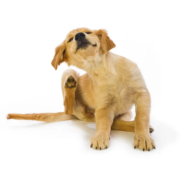 Photo of Golden Retriever Puppy Scratching fleas on white background