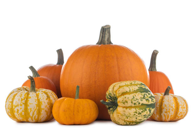 istock Harvested pumpkins on white 1711547776