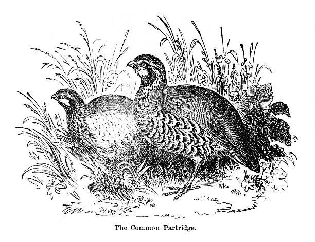 Partridge Vector 750+ Partridge Stock Illustrations, Royalty-Free Vector Graphics & Clip ...