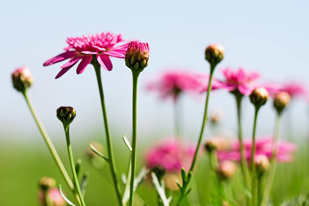 Argyranthemum buds and blossoms.  Focus on the tall front center/left bud.