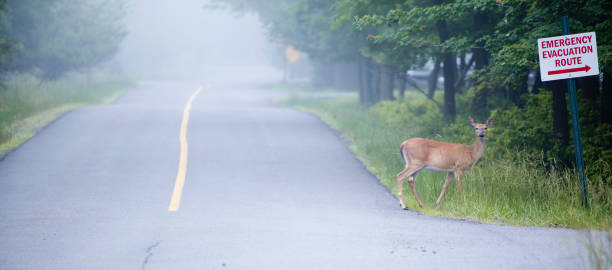 istock female deer on the road crossing 171154889
