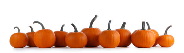 istock Pumpkins in a row isolated on white 1711549439