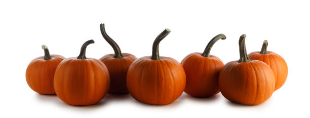 istock Pumpkins in a row isolated on white 1711549452