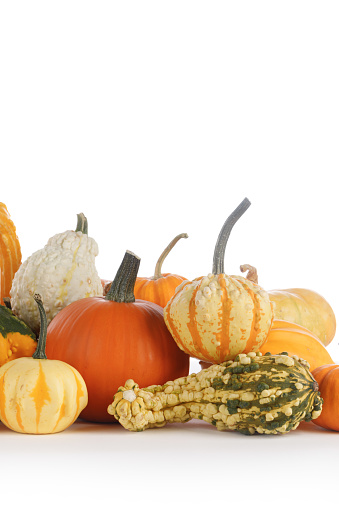 Assortment variation of autumn harvested pumpkins in a heap isolated on white background , Halloween or thanksgiving holiday agriculture concept