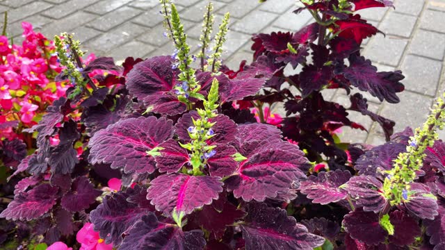 Beautiful coleus plant with a natural background. A bumblebee collects pollen from a flower.