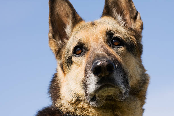 Close-up of head/face of an eight year old purebred German Shepherd Dog.
