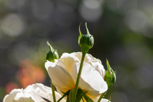 white roses bloom close up shooting in september sunny afternoon in germany