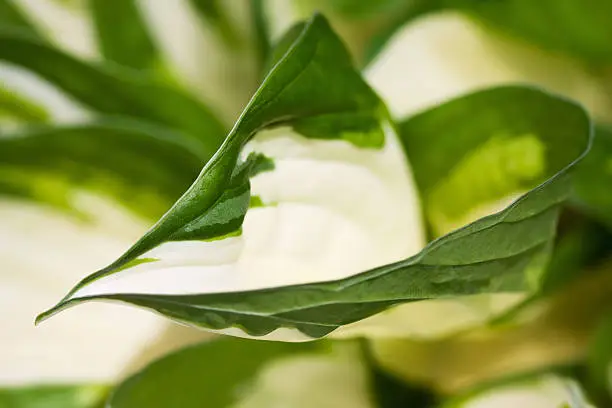 Hosta leaf 'Loyalist' Plantain-Lily (Hosta hybrid)