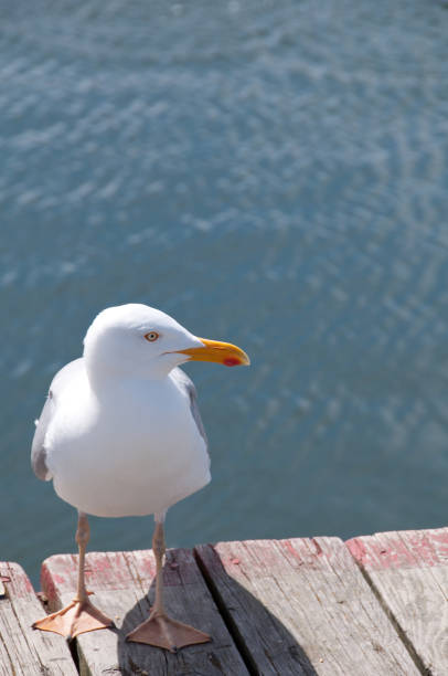 istock Seagull on an old wooden jetty 171155376