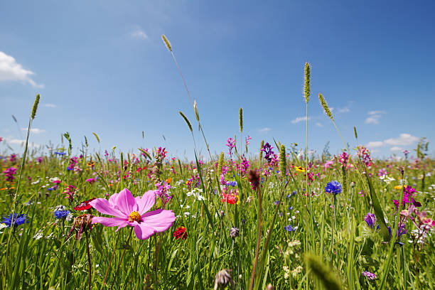 prato estivo - cosmea foto e immagini stock