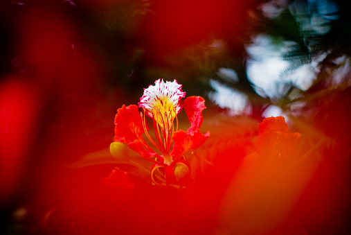 red all over; flower close up flamboyant