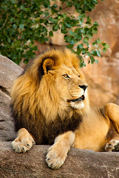 istock Magnificent Lion King of Beasts rests at sunset 171155634