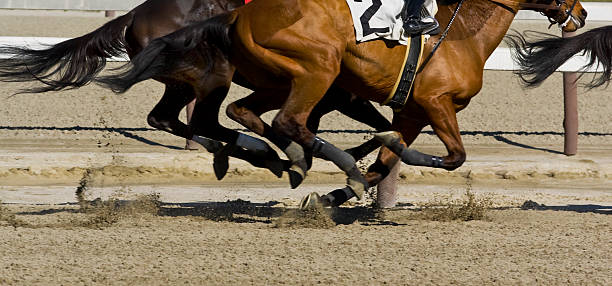 course de chevaux pur-sang de galloping - flat racing photos et images de collection