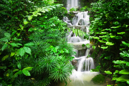 Cascading water in a tropical jungle in Singapore.