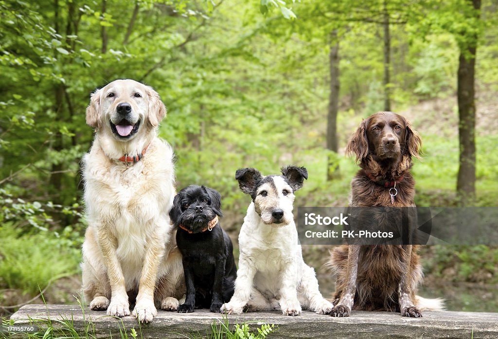 Dogs in the forest four dogs sitting on a bench in the wood Dog Stock Photo