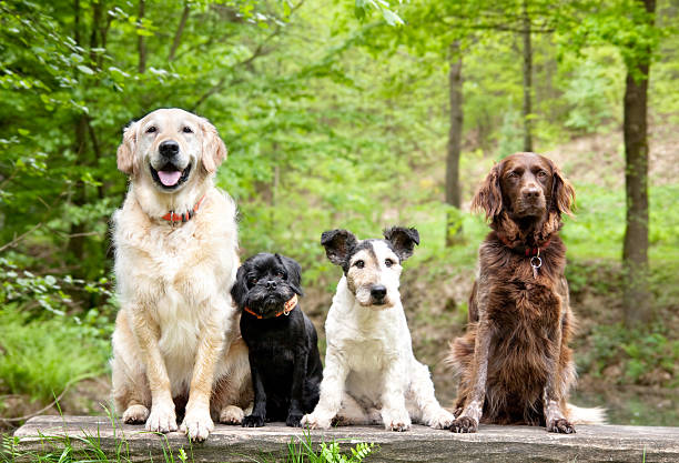 Dogs in the forest four dogs sitting on a bench in the wood group of animals stock pictures, royalty-free photos & images