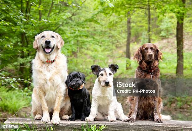 Dogs In The Forest Stock Photo - Download Image Now - Dog, Purebred Dog, Playful