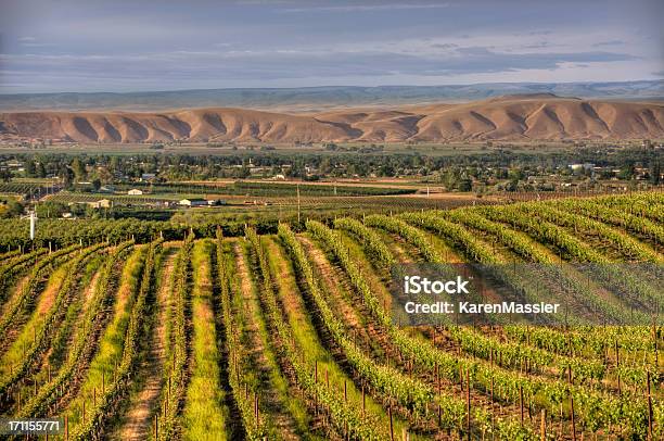 Vineyard Stockfoto und mehr Bilder von Yakima - Yakima, Bundesstaat Washington, Yakima City