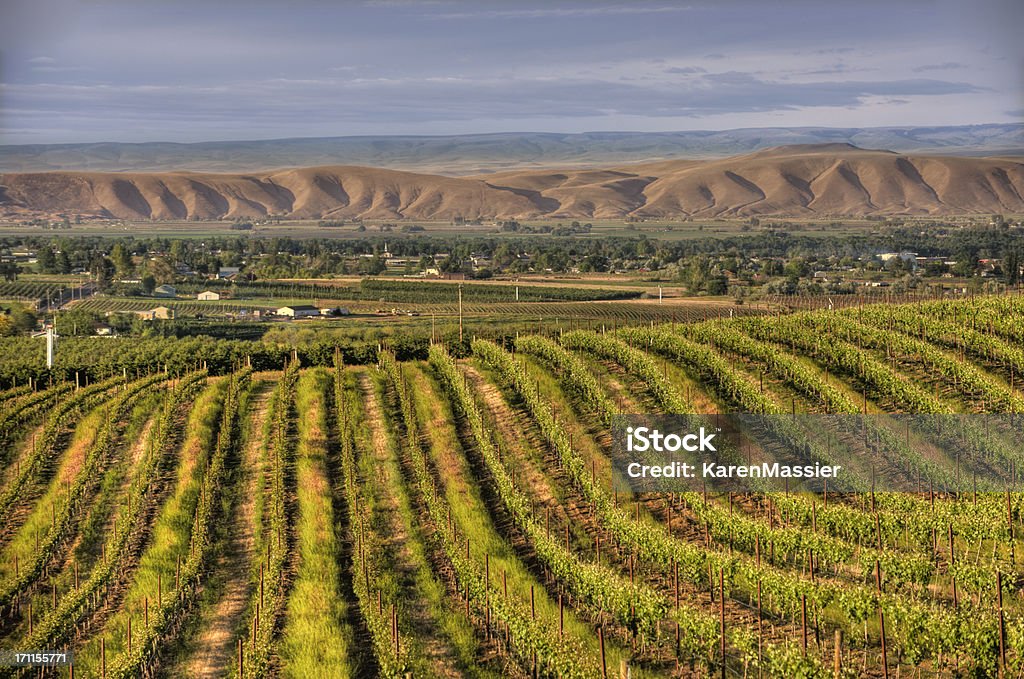 Vineyard - Photo de Comté de Yakima libre de droits