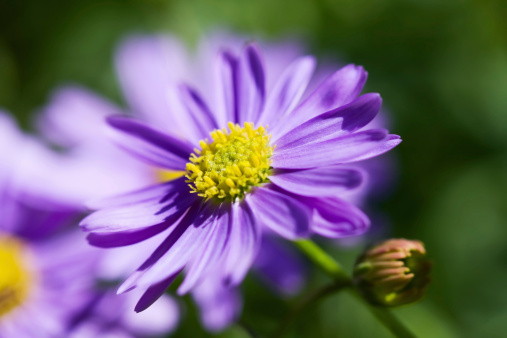 A purple Brachyscome Hybrid Daisy.  This beautiful mounded plant blooms from planting until frost, grows to 9-15 inches and is hardy to 28 degrees F.
