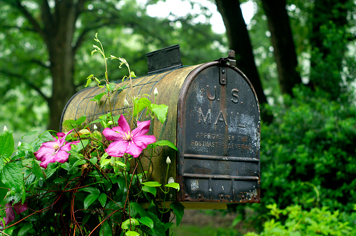 Weathered mailbox with Clematis growing up the side.