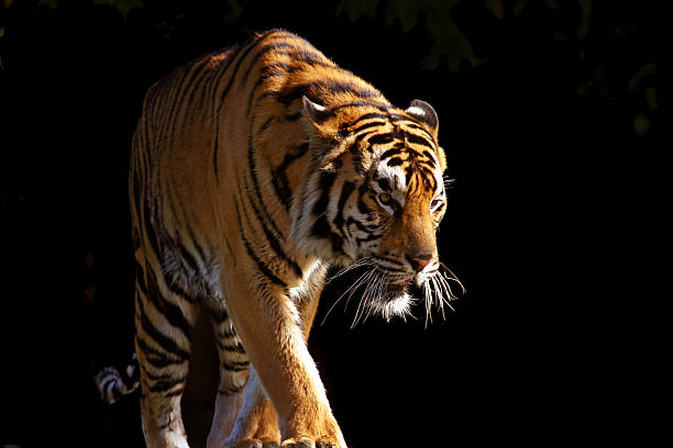 Out of the Darkness A tiger walks from the darkness into the sunlight.  Isolated on black. prowling stock pictures, royalty-free photos & images