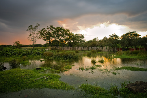 Landscape with cows from Santa Clara in the evening light in Cuba