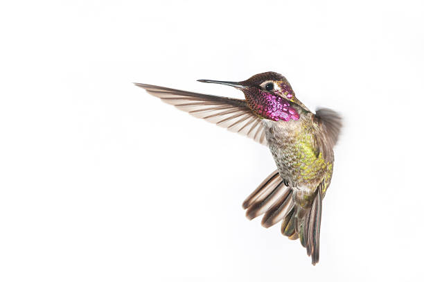 annas beija-flor-homem. fundo branco - bird hummingbird flying annas hummingbird imagens e fotografias de stock