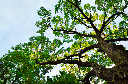 Crown of a large tree against a background of blue sky