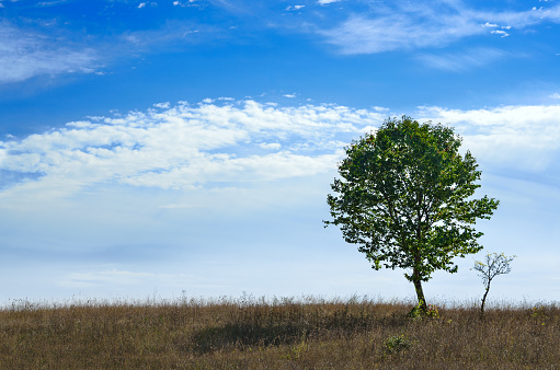 Lonely tree in a field against a blue sky