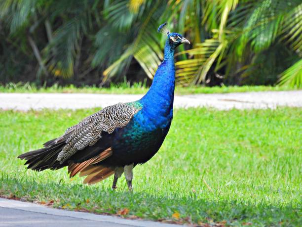 Large bird walking on gravel beside a plant.