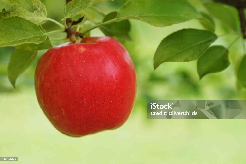 Honeycrisp Apple hängen von Baum. - Lizenzfrei Apfel Stock-Foto