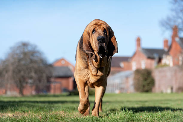 the guard dog! very large guard dog guarding his property bloodhound stock pictures, royalty-free photos & images