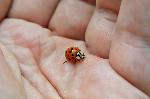 Ladybug sits on a human hand, close-up