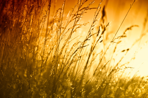 grass in meadow during sunset,click here to view more related images: