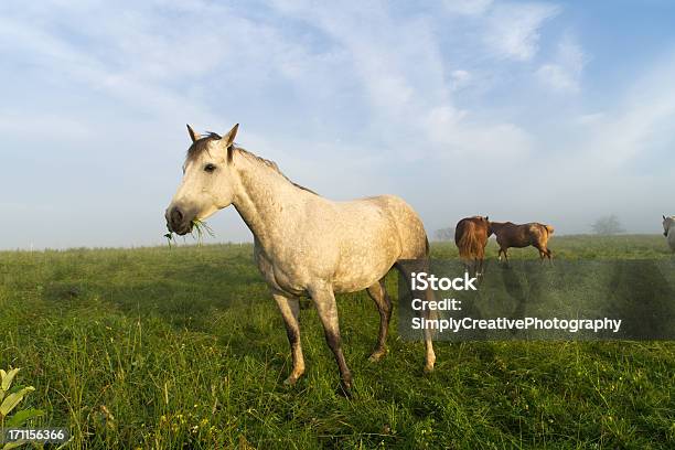 Cavallo Al Pascolo - Fotografie stock e altre immagini di Cavallo - Equino - Cavallo - Equino, Mangiare, Pascolo