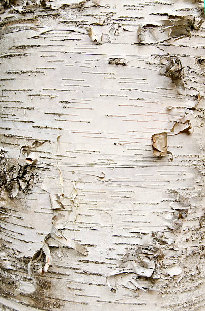 birch rinde - silver birch tree stock-fotos und bilder