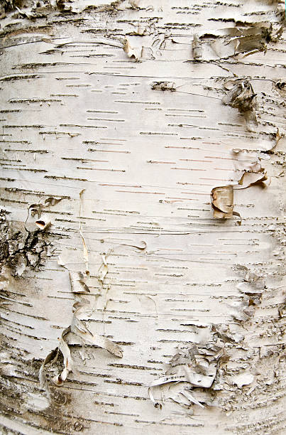 Photo of Close-up of birch bark peeling off the trunk