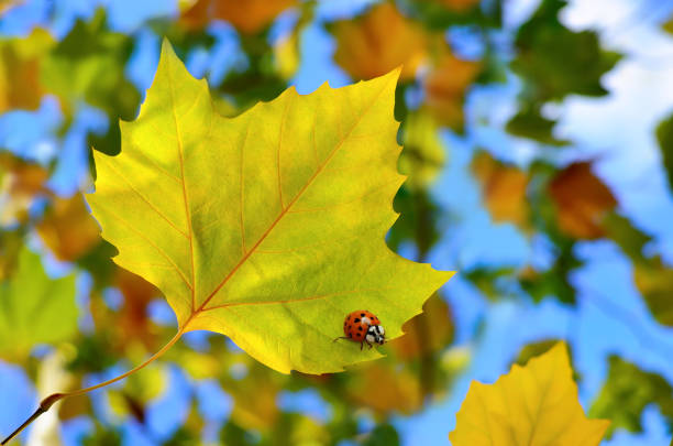 ladybird on an autumn leaf