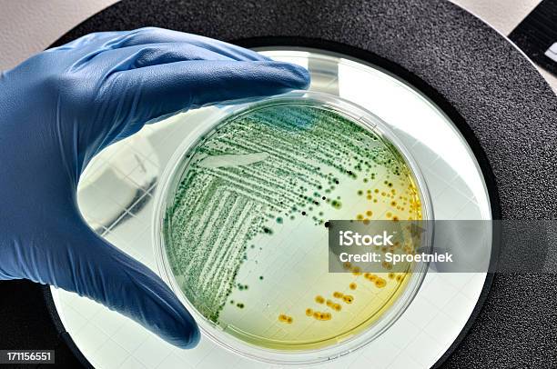 Ecoli Bacteria Growing In Dish Stock Photo - Download Image Now - E. coli, Petri Dish, Bacterium