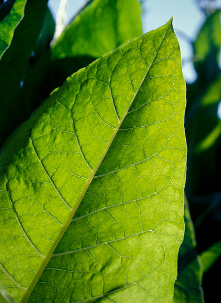 foglia di tabacco - vein field foto e immagini stock