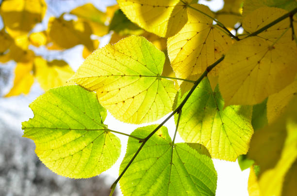 istock Bright autumn leaves in the park on tree branches 1711566959