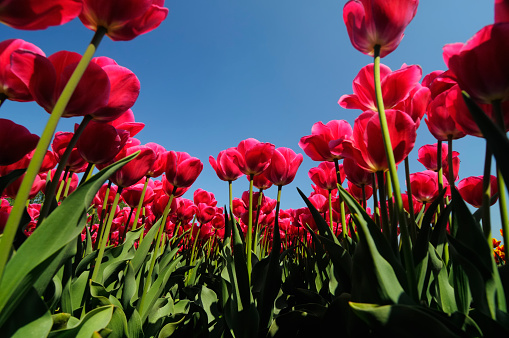 Pink tulips and blue sky.