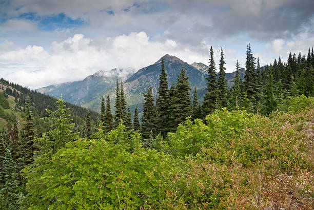 Mount Angeles Mount Angeles, in Olympic National Park is the highest peak in the Hurricane Ridge area. It is located just south of the town of Port Angeles, Washington State, USA. jeff goulden olympic national park stock pictures, royalty-free photos & images