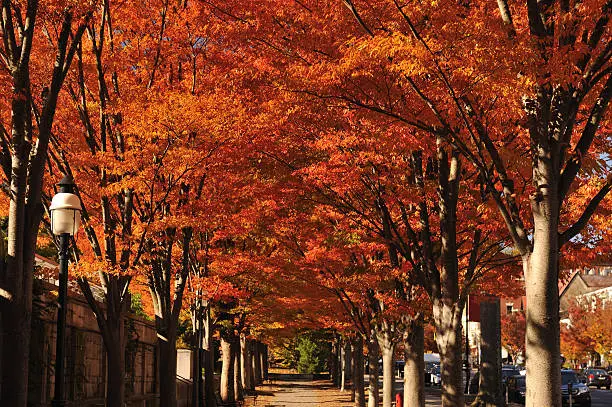Pedestrian walkway shaded with trees in Autumn, Princeton, New Jersey, USA