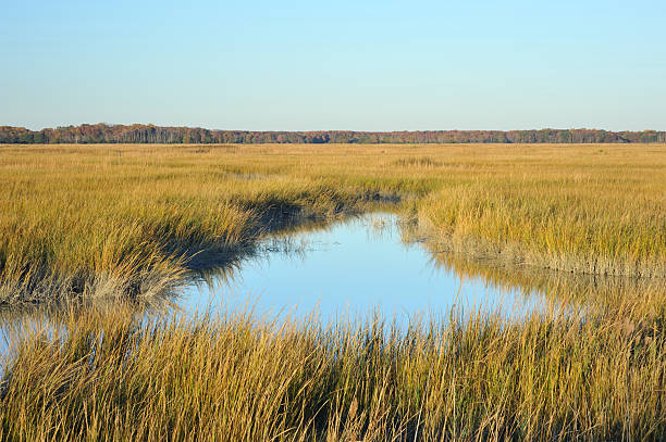 Wetland in Delaware